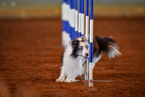 CiscoAgility3