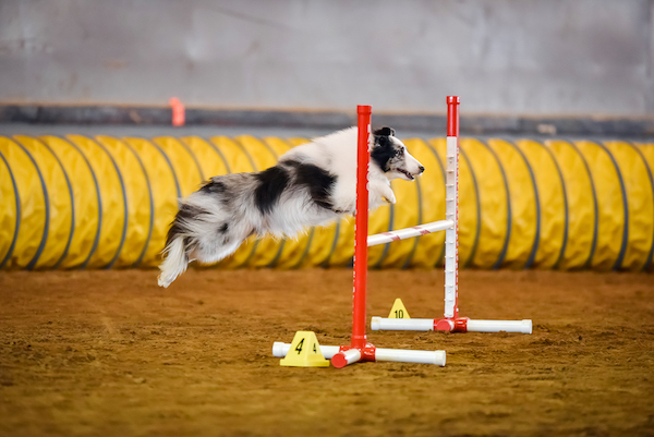 CiscoAgility4