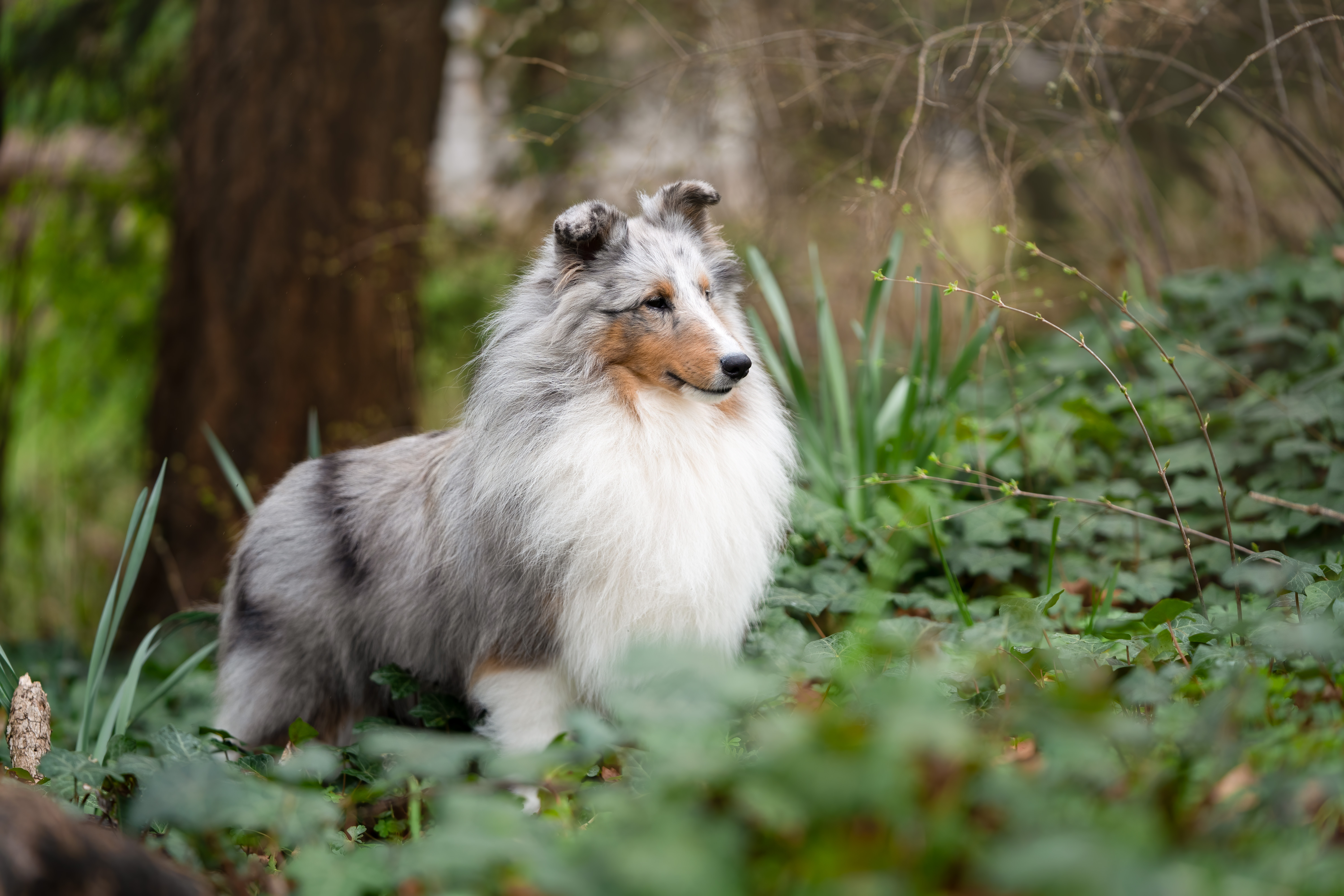 Sheltie DSC04662-Edit Sheltie DSC04662-Edit